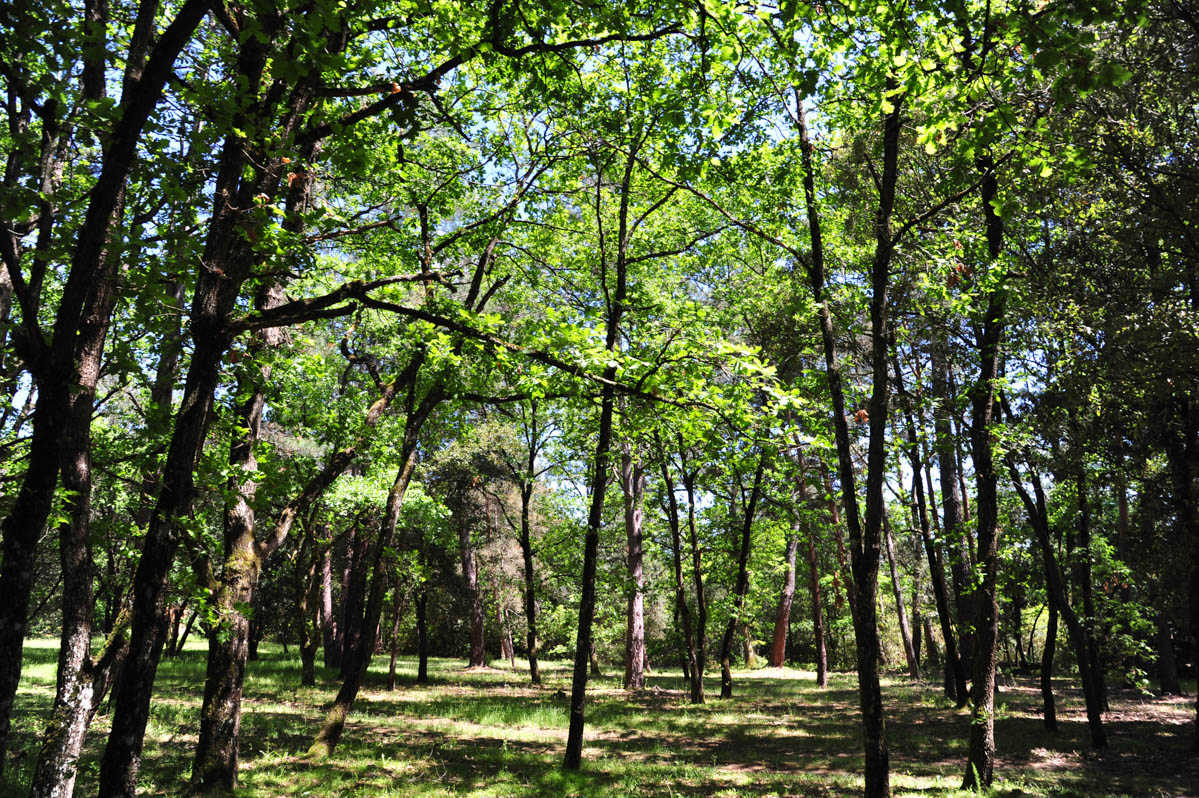 forge de montolieu